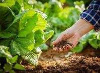 Are we feeding the plant—or are we feeding the soil?