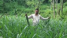 लेमन ग्रास की खेती वैज्ञानिक विधि से