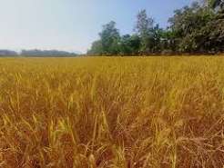 धान का अच्छा भाव भर रहा किसानों की पोटली