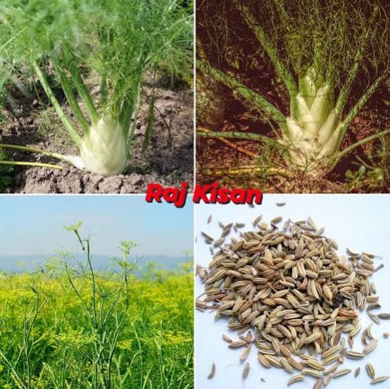 सौंफ की खेती करें वैज्ञानिक तरीके से