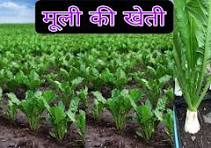 मूली की खेती वैज्ञानिक विधि से करे किसान