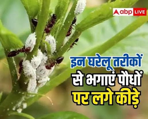 पौधों पर लग रहे हैं कीड़े और फफूंद? तो आजमाएं कुछ सस्ते और घरेलू उपाय