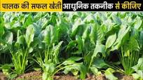 पालक की खेती आधुनिक तरीके से करें