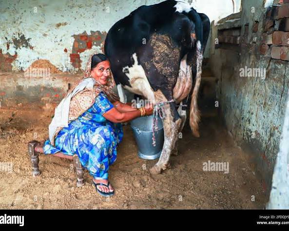 गाय भैंस का दूध बढ़ाने के घरेलू उपाय