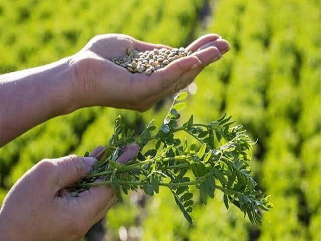 मसूर की वैज्ञानिक खेती कर अधिक लाभ कमायें किसान